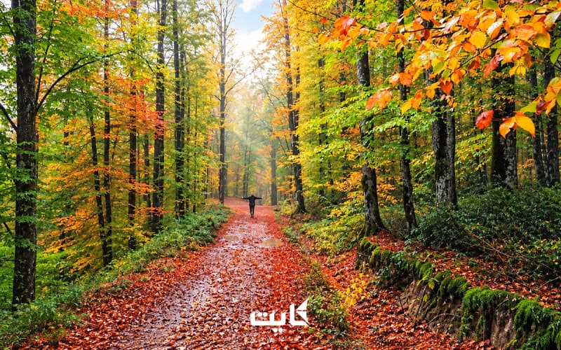 تور یک‌ روزه جنگل راش — تصویر 2