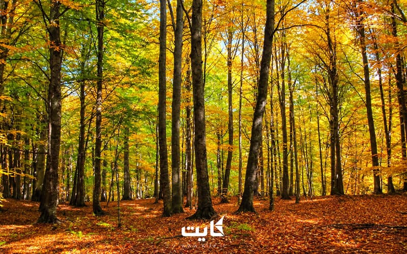 تور یک‌ روزه جنگل راش — تصویر 3