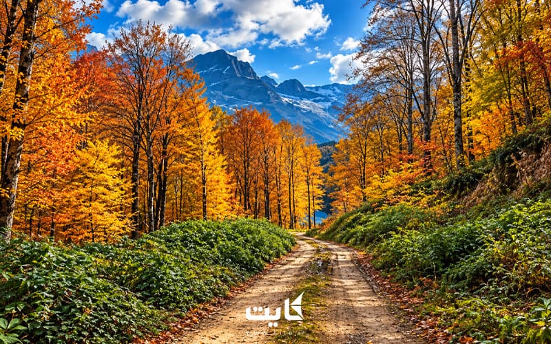 تور یک‌ روزه جنگل راش — تصویر 5