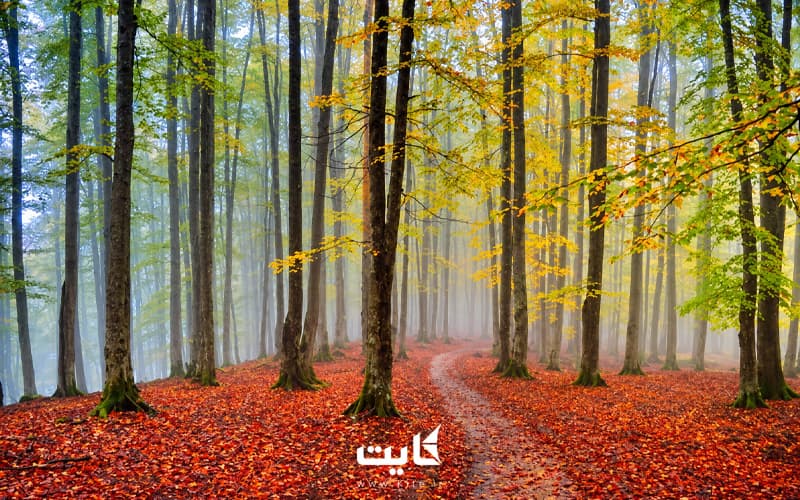 تور یک‌ روزه جنگل راش — تصویر 4