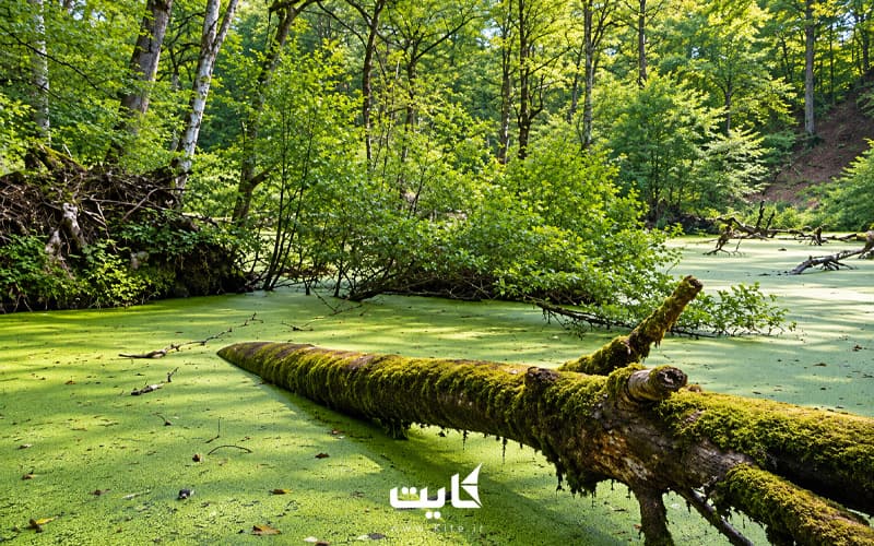 تور سافاری دریوک | سفر به اسرارآمیزترین مرداب ایران — تصویر 4